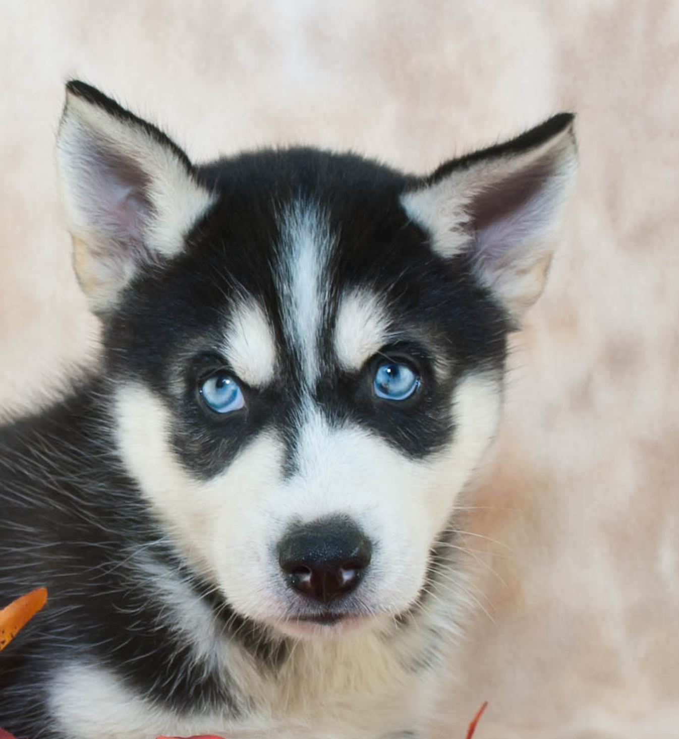 Husky Puppy