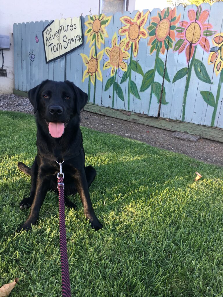 Dog Billini Sitting On The Grass