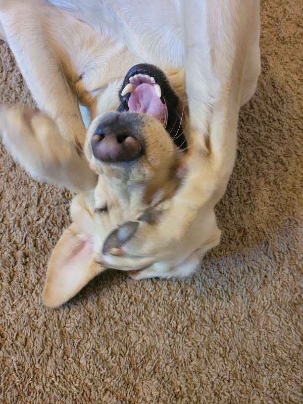 Dog Charlie Rubbing its Face