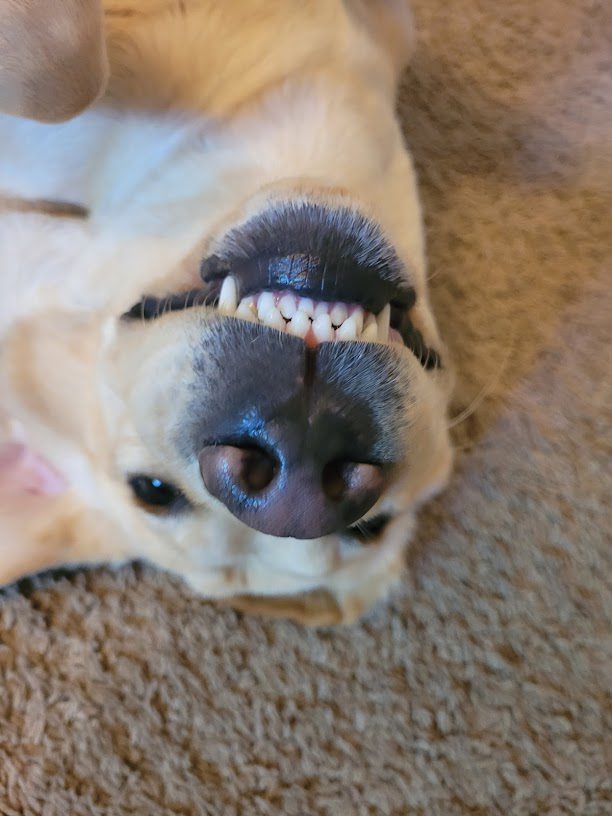 Dog Penny Smiling