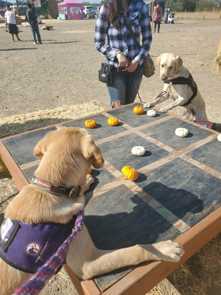 Two Dogs Playing Tic Tac Toe