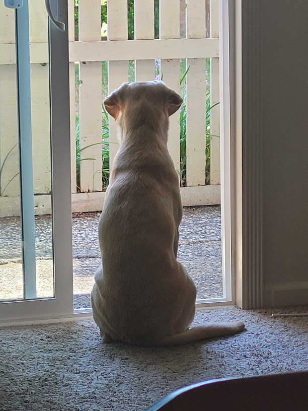 Dog Charlie in Front of a Sliding Door